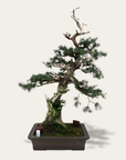 Juniperus Nr.42