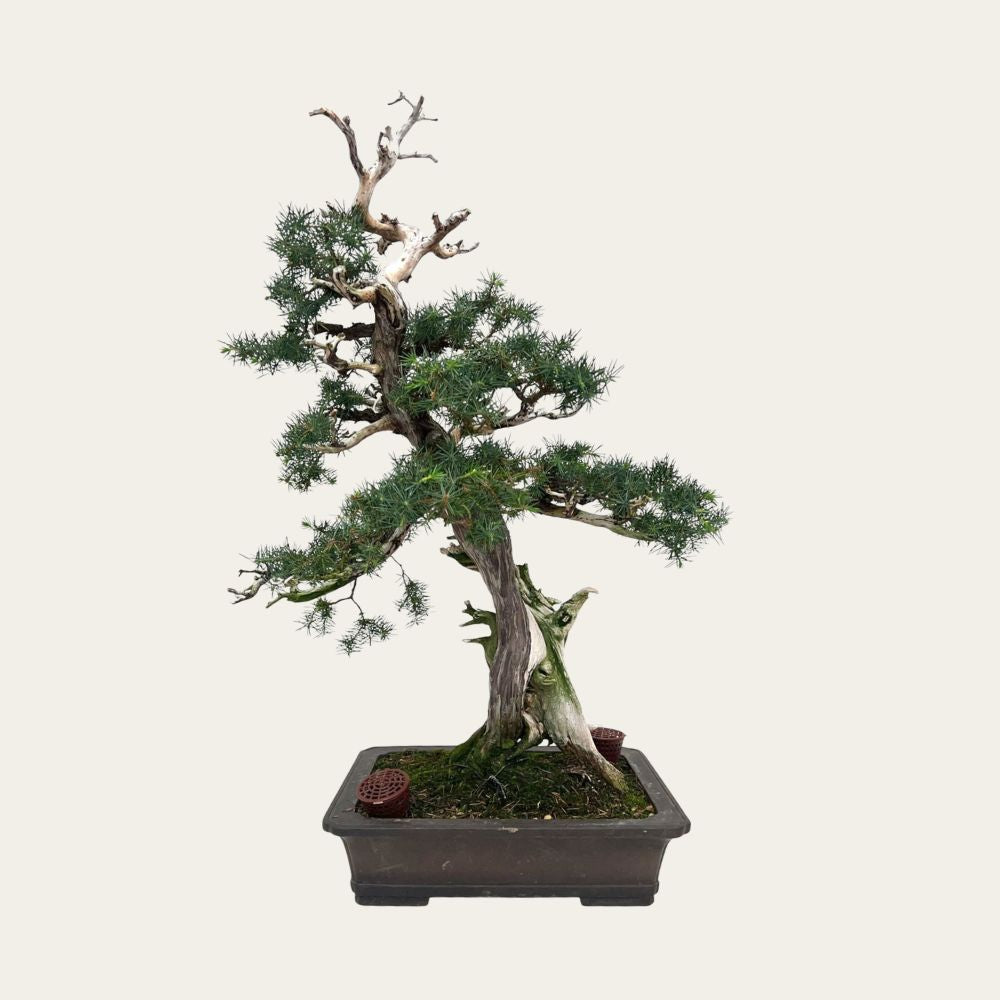Juniperus Nr.42