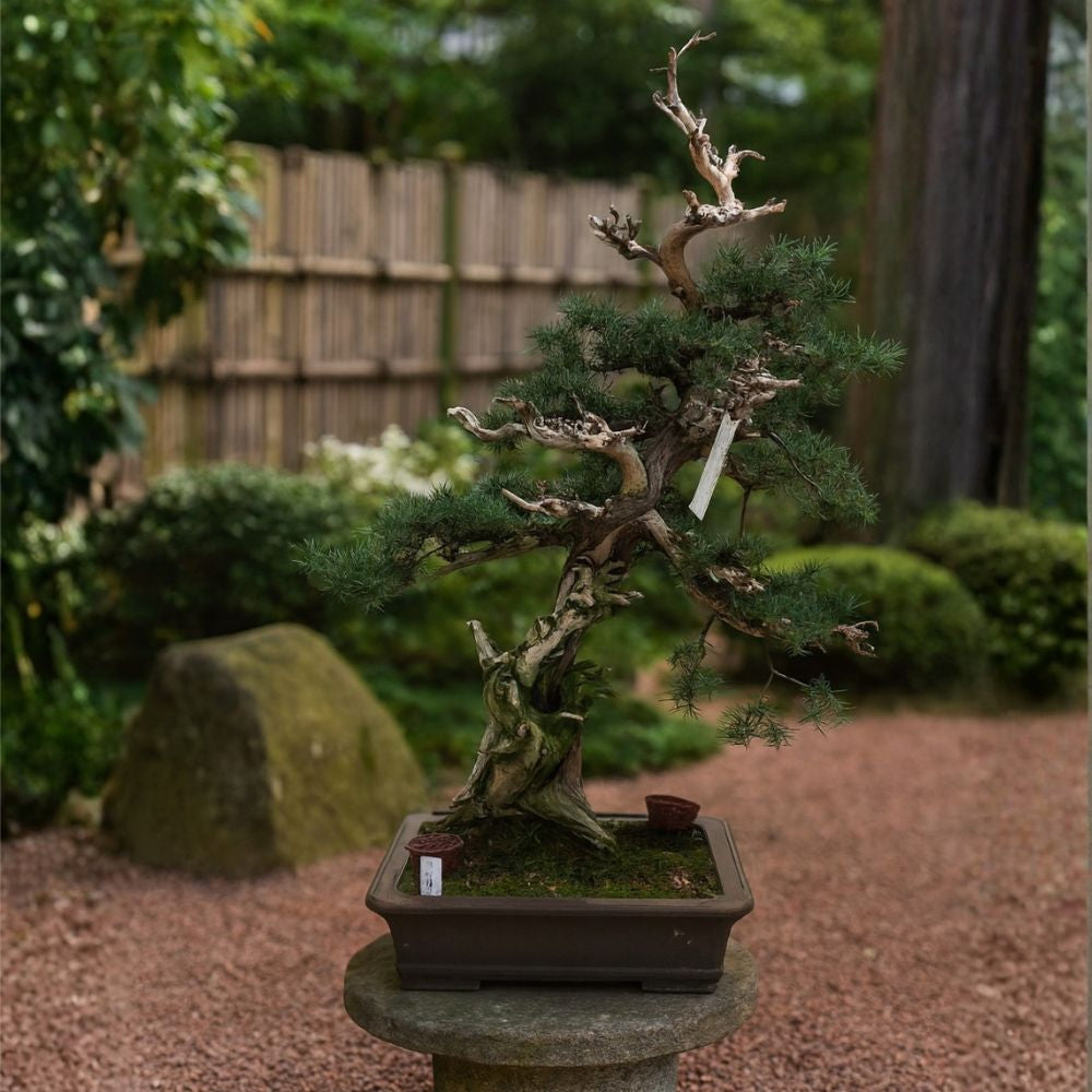 Juniperus Nr.42