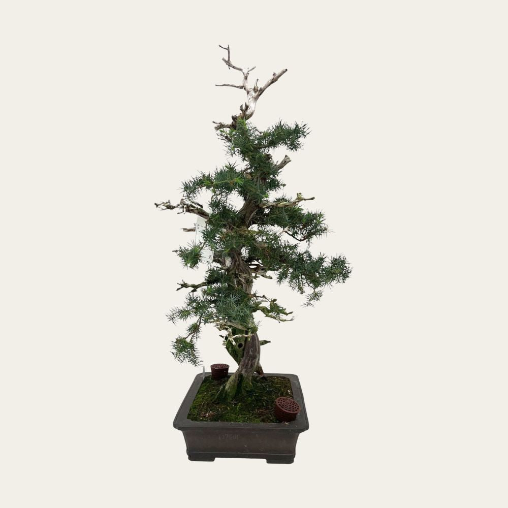 Juniperus Nr.42