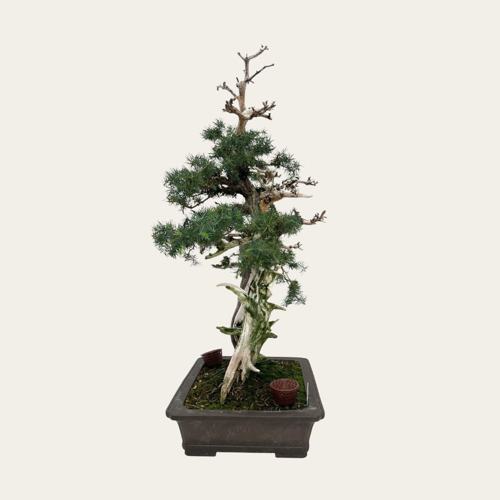 Juniperus Nr.42
