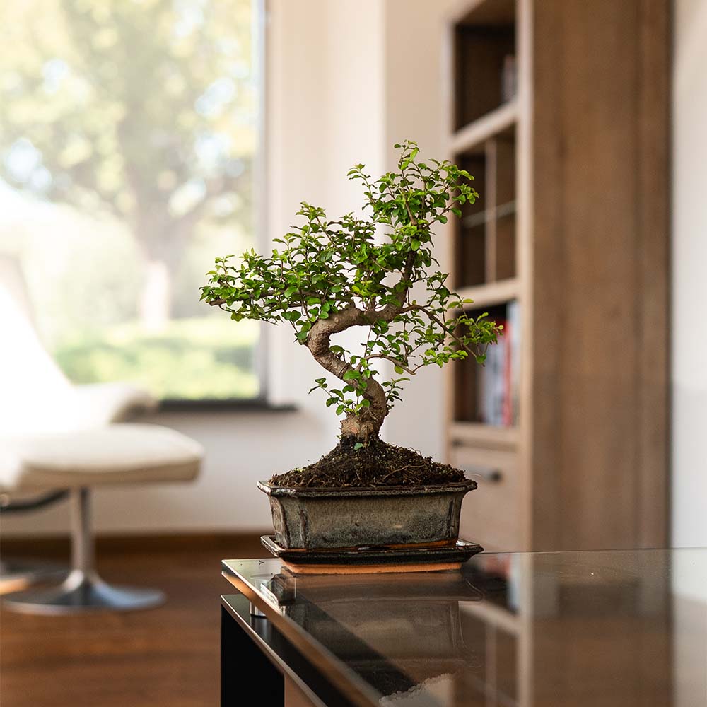Ligustrum Yasumu