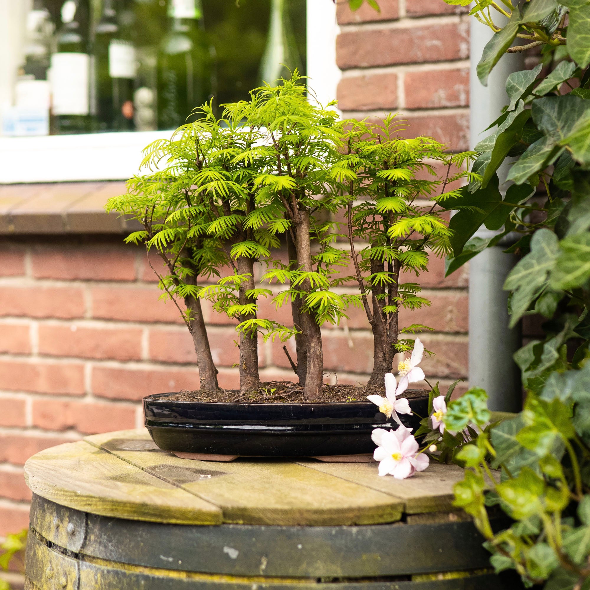 metasequoia bonsai tree Bonsaiwonder | Metasequoia Forest XL