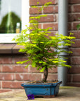 Metasequoia Classic
