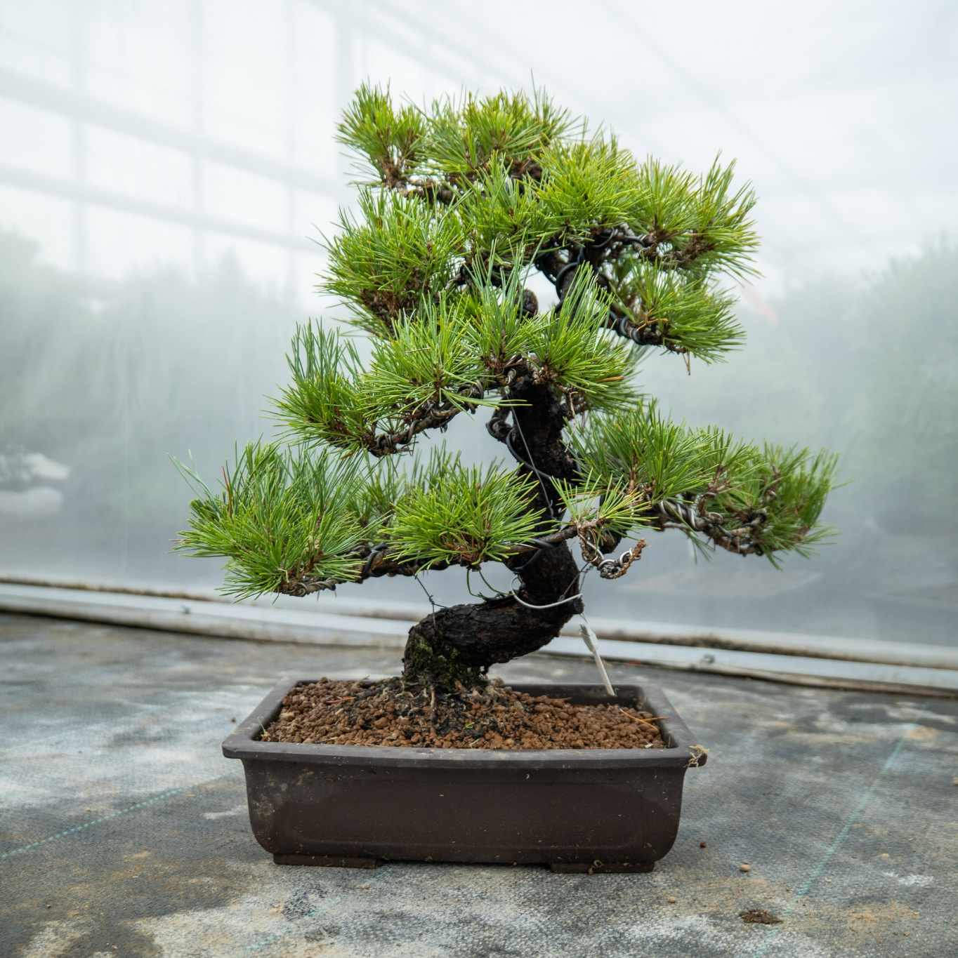 Pinus thunbergii nr.05