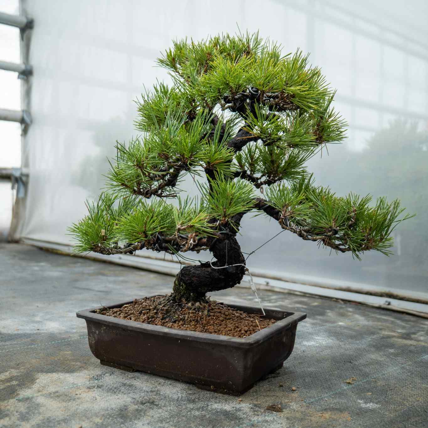 Pinus thunbergii nr.05
