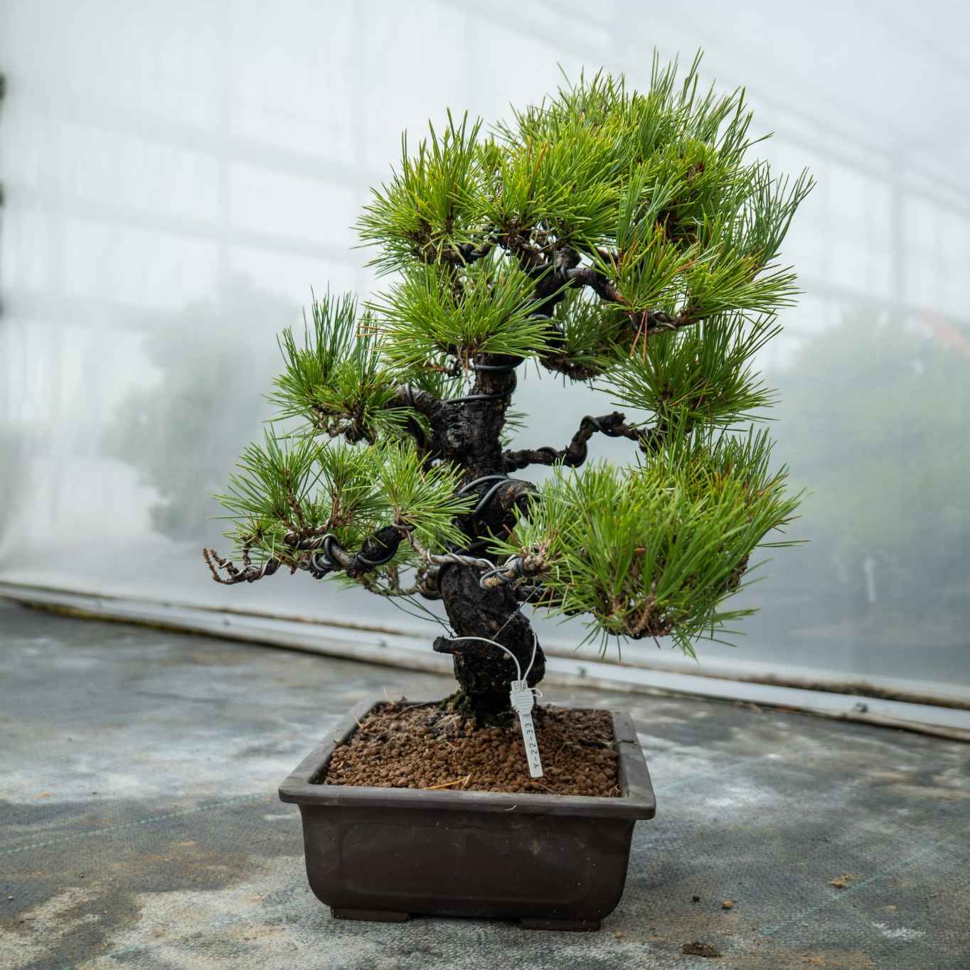 Pinus thunbergii nr.05