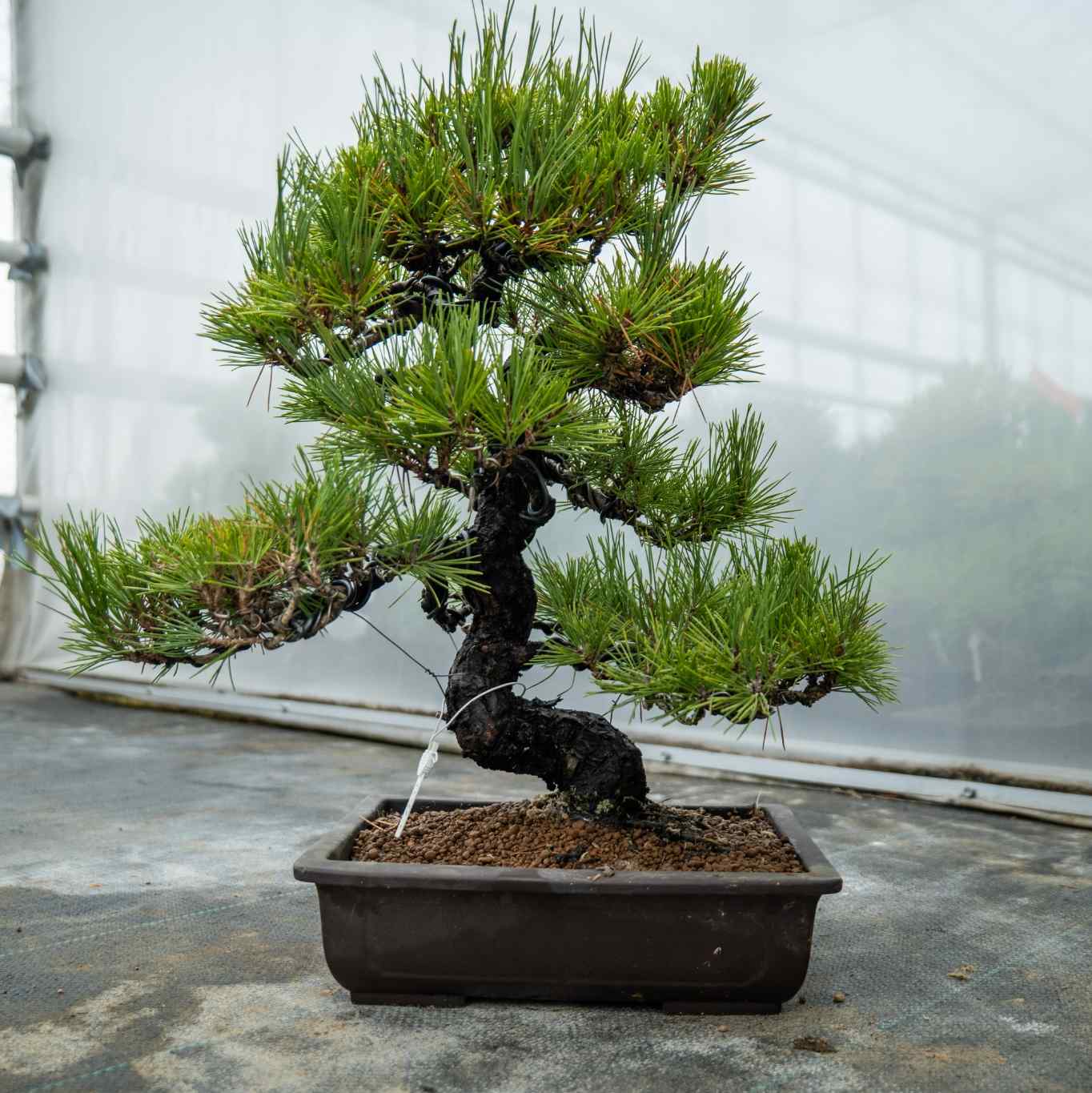 Pinus thunbergii nr.05