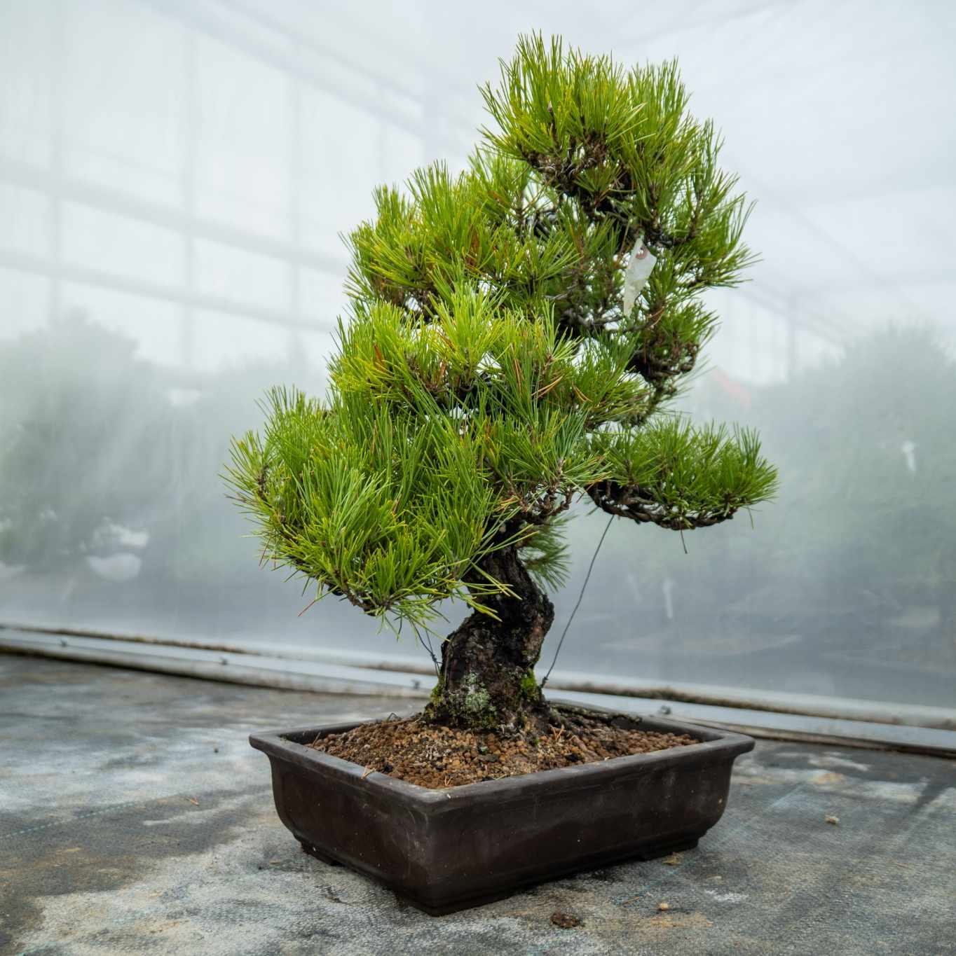 Pinus thunbergii nr.05