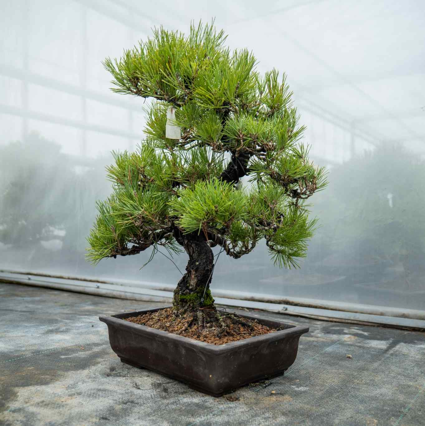 Pinus thunbergii nr.05