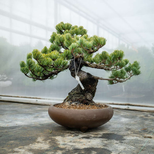 japanese white pine bonsai tree for sale Bonsaiwonder | Japanese bonsai - Pinus Parviflora Nr.11