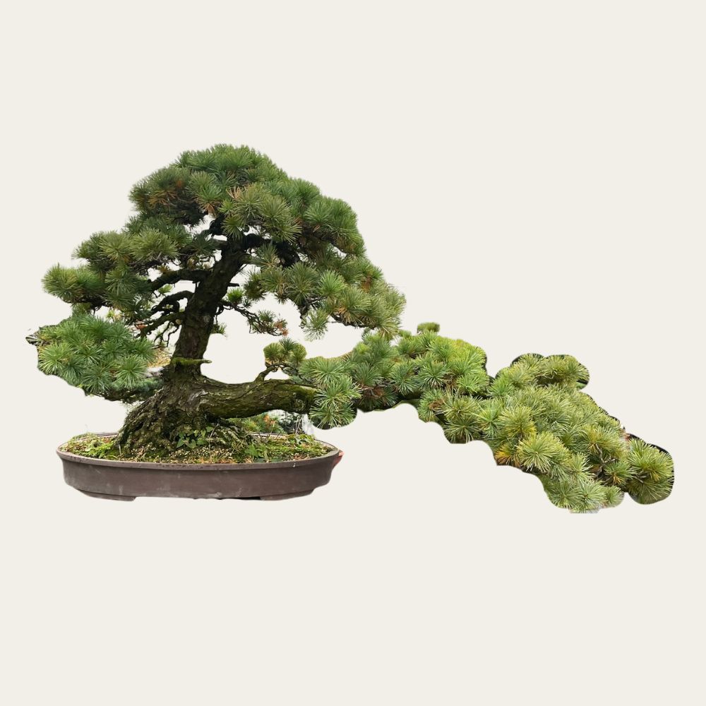 Pinus Nr.33