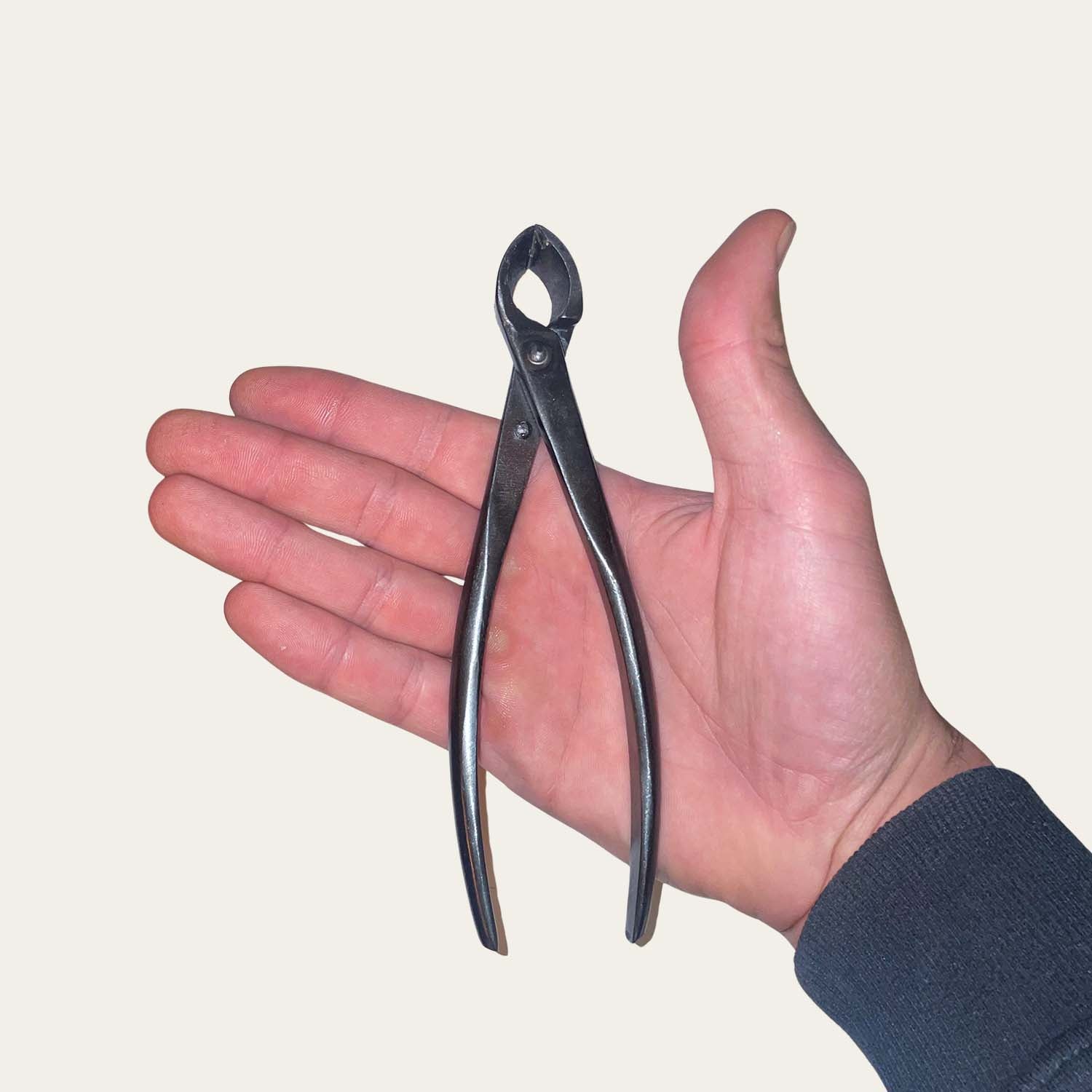 Pince concave bonsai