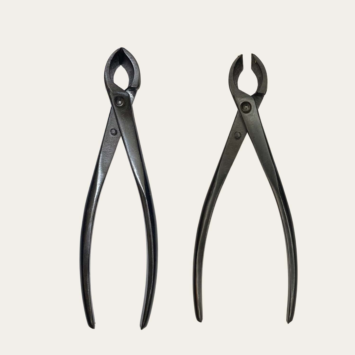 Pince concave bonsai