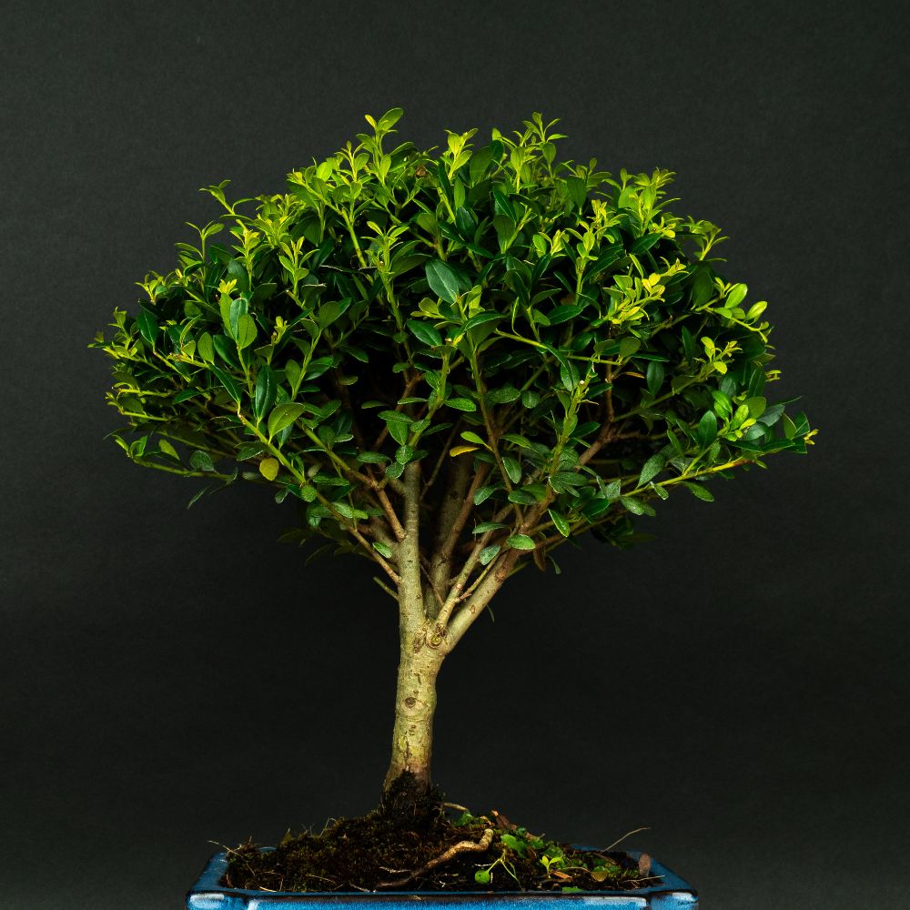 ILEX tama