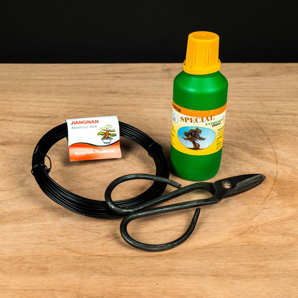Kit de démarrage Ficus - complet