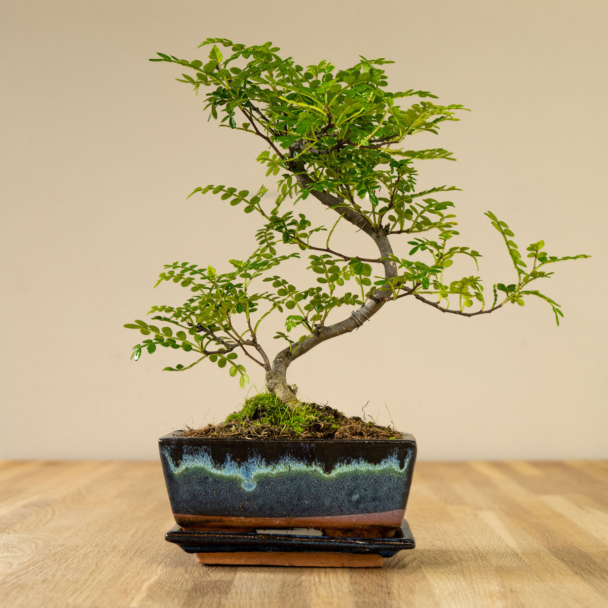 Zanthoxylum Katachi