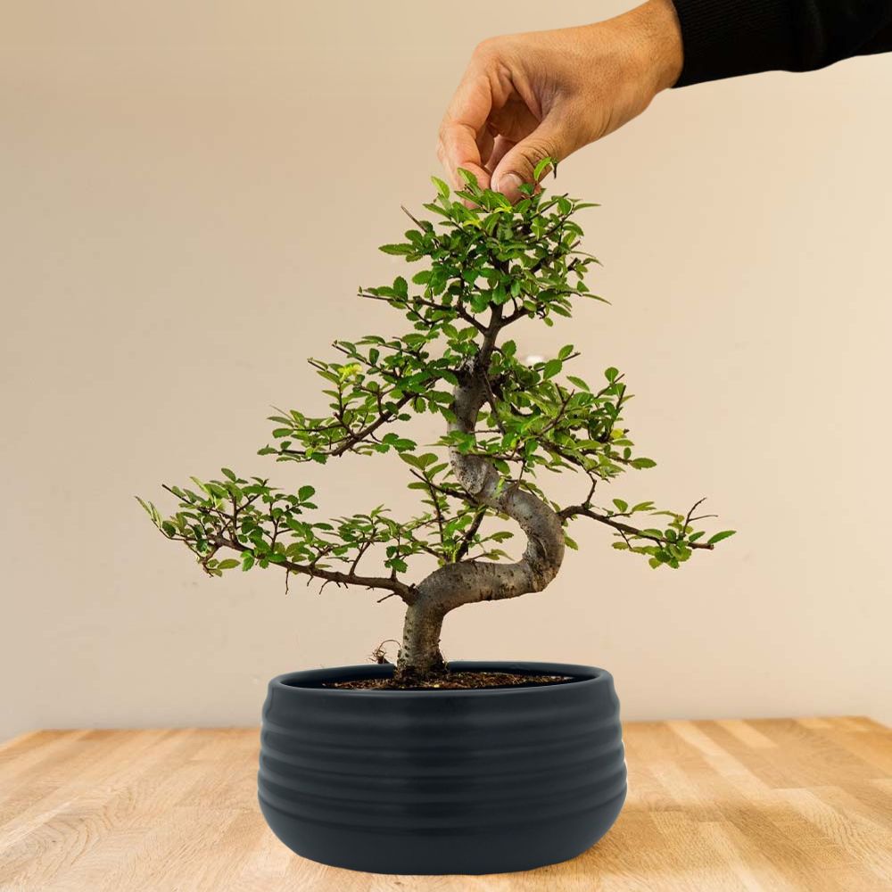 Zelkova Marui (zwart) met hand