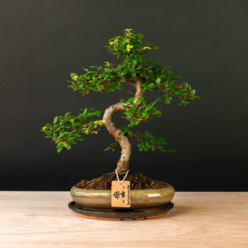 duranta bonsai tree Duranta Nr.39 - Bonsai 40 years - 110 cm tall