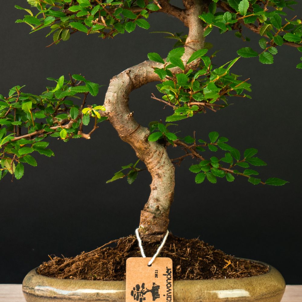 Bonsai tree | Zelkova Chōkei – bonsaiwonder®