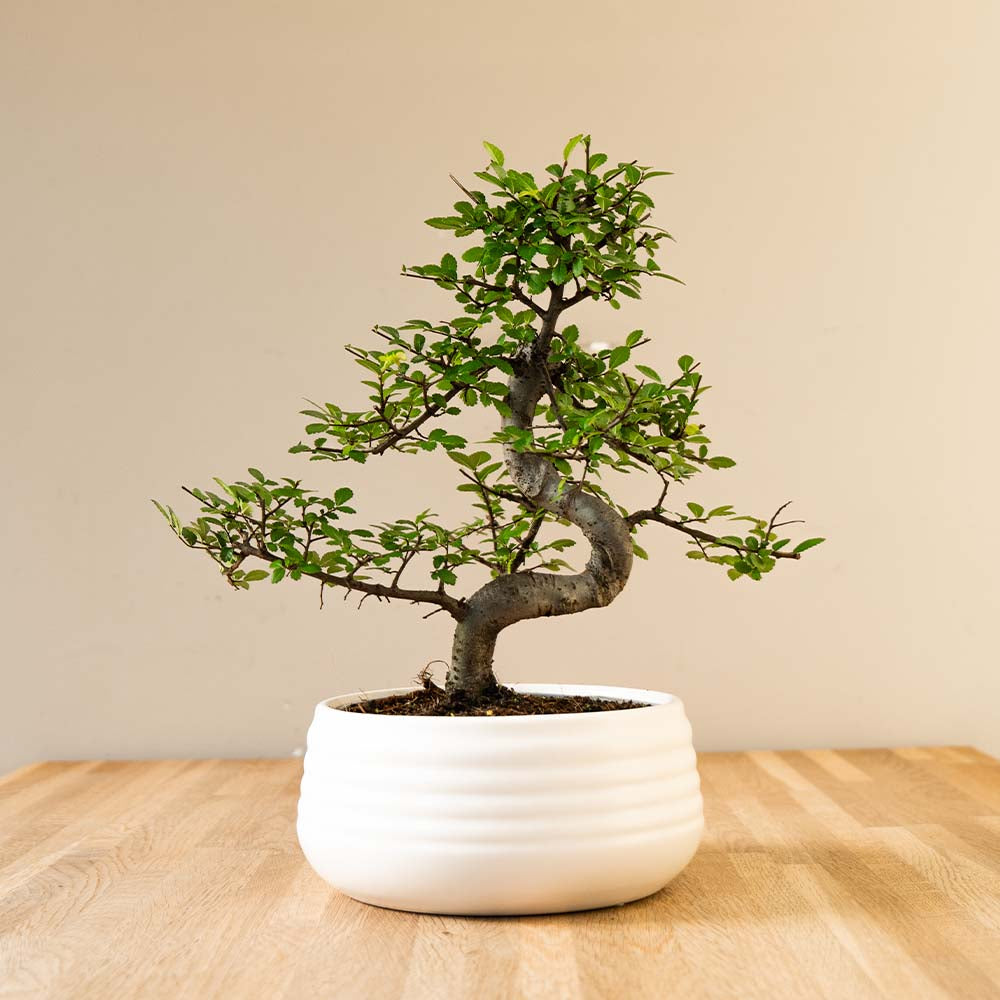 All products – bonsaiwonder®