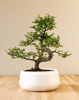 Zelkova Marui (wit) vooraanzicht

