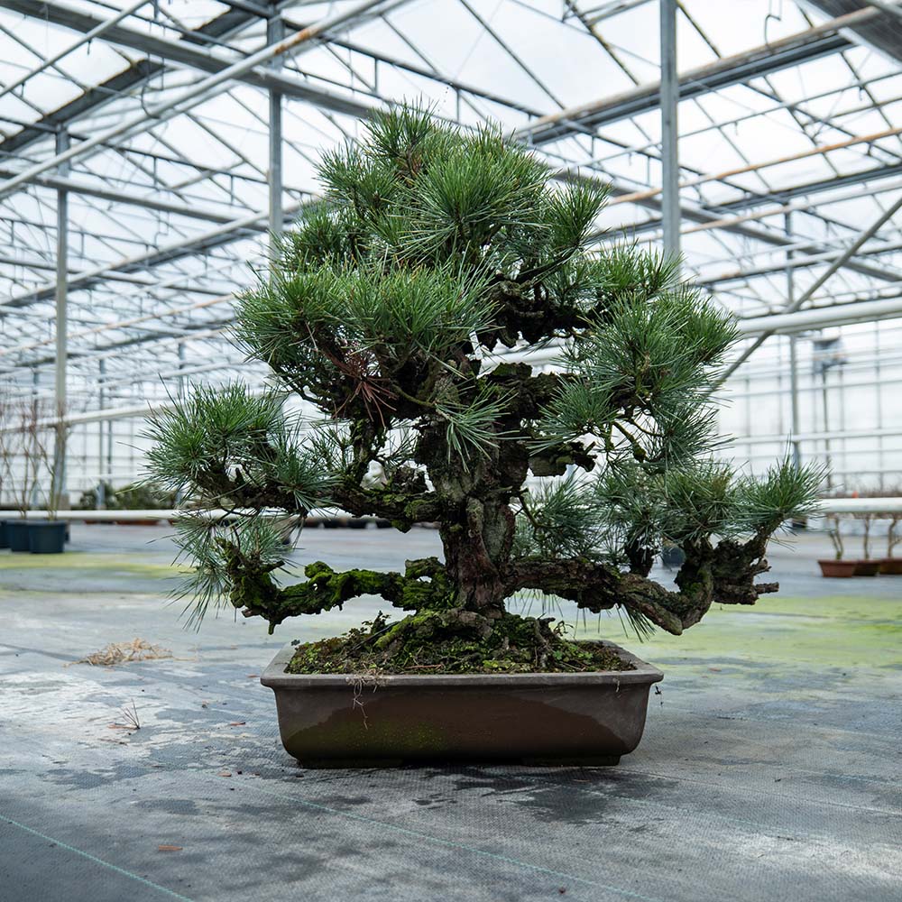 Pinus Thunbergii nr.02