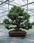 Pinus Thunbergii nr.02