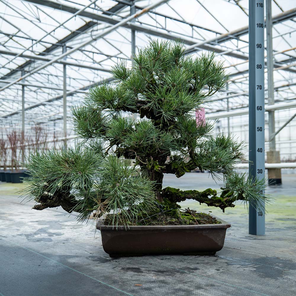 Pinus Thunbergii nr.02