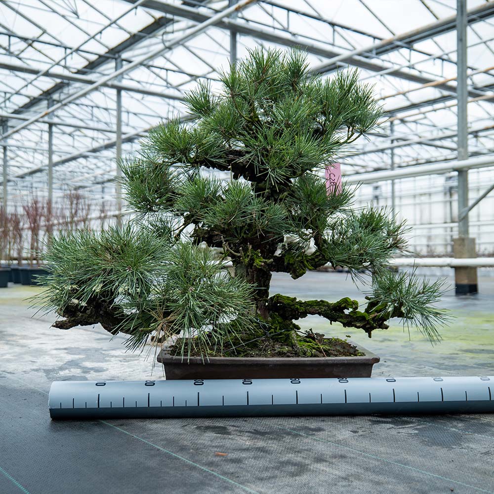 Pinus Thunbergii nr.02