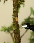 bonsai concave cutter