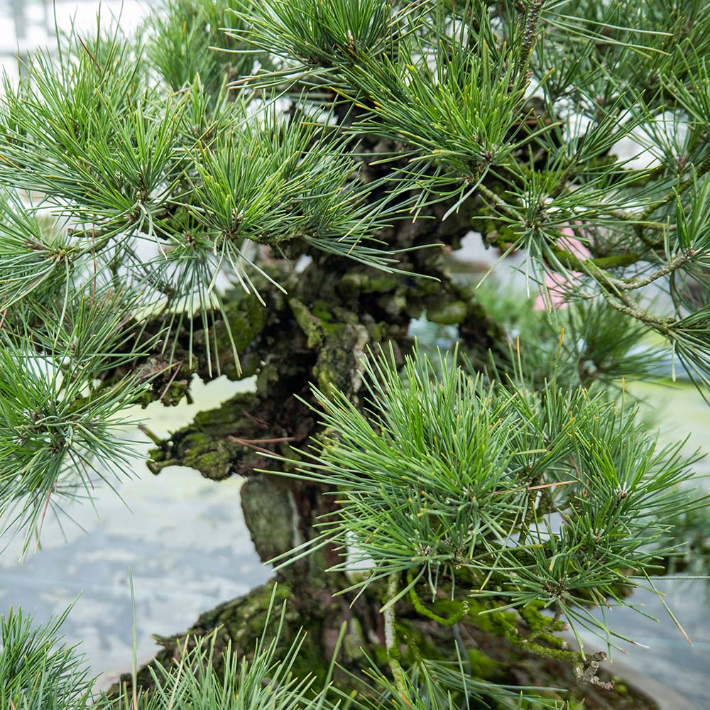 Pinus Thunbergii nr.02