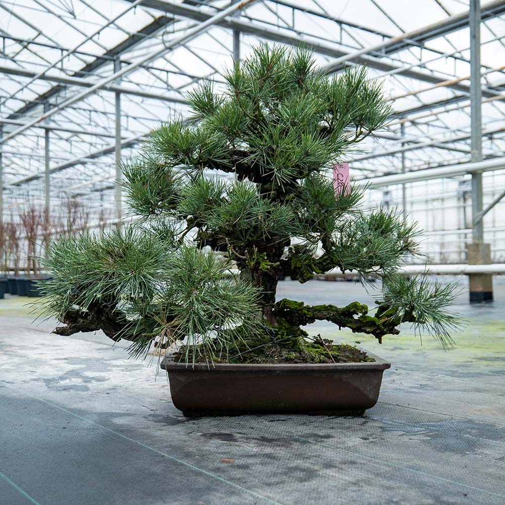 Pinus Thunbergii nr.02