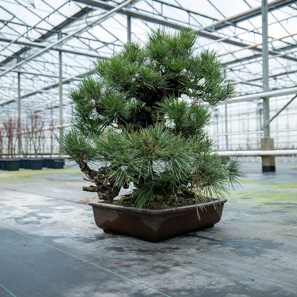Pinus Thunbergii nr.02