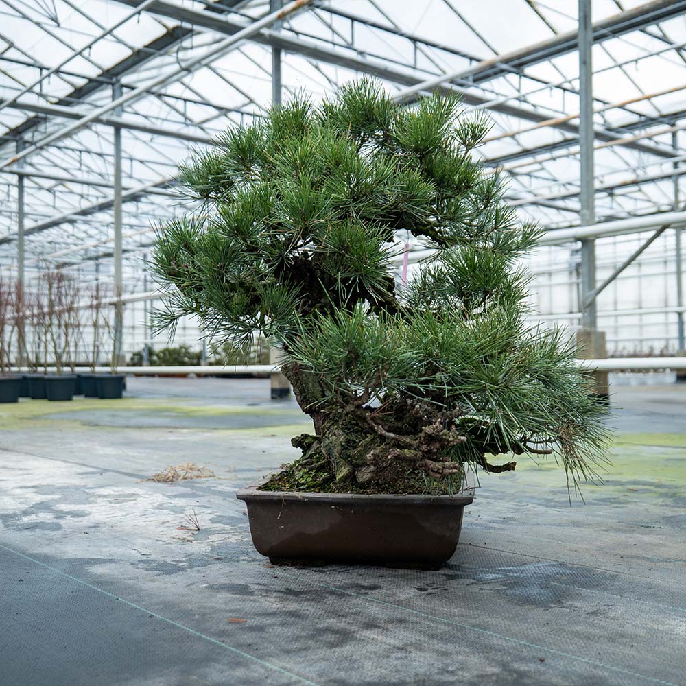 Pinus Thunbergii nr.02