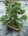 Pinus Thunbergii nr.02